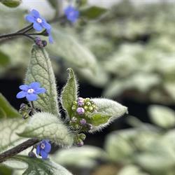 Inline Nurseries, Chilliwack, BC opening hours