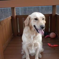 Just For Dogs, Sturgeon Falls, ON opening hours