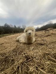 Meadowview Alpaca Farm, Bruce Mines, ON opening hours