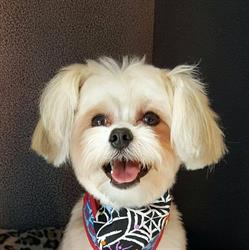 Shaggy Chic Grooming Boutique, Regina, SK opening hours