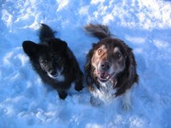 MacTaggart Veterinary Clinic in Edmonton, AB (Southwest Edmonton) - Opening Hours