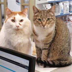 Olds Pet Clinic, opening hours