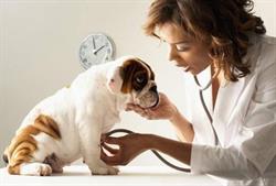Bell Animal Hospital, Belleville, ON opening hours