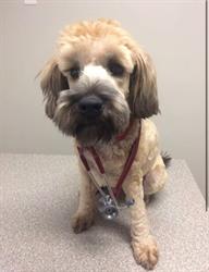Baywood South Animal Hospital, Barrie, ON opening hours