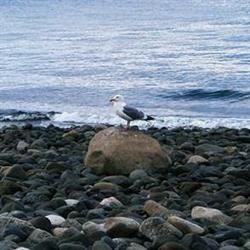 Bates Beach Oceanfront Resort, Courtenay, BC opening hours
