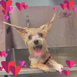 Spa 4 Paws in Calgary, AB (Sunridge) - Opening Hours