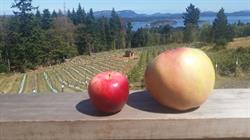 Salt Spring Apple Company, Salt Spring Island, BC opening hours