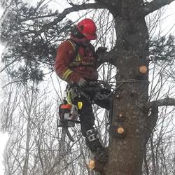 Solid Tree Care, Mineville, NS opening hours