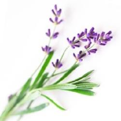 Lavender Day Spa in Toronto, ON (Midtown Toronto) - Opening Hours