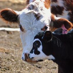 Red Lodge Guest Ranch, Bowden, AB opening hours