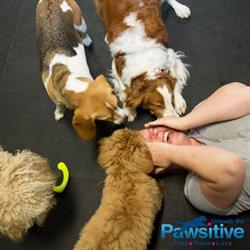 Unleash the Pawsitive, Port Elgin, ON opening hours