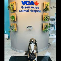 Green Acres Animal Hospital, Lethbridge, AB opening hours