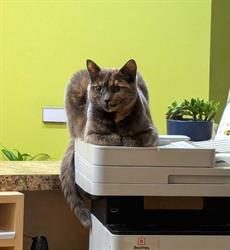 Niagara Veterinary Emergency Clinic, Thorold, ON opening hours