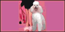Tiffany's Grooming Salon, New Westminster, BC opening hours
