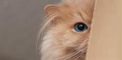 Wild Rose Cat Clinic in Calgary, AB (Acadia) - Opening Hours