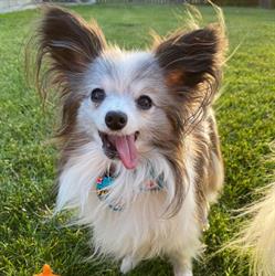 See Spot Run Doggie Daycare & Training Inc in Edmonton, AB (Southeast Edmonton) - Opening Hours