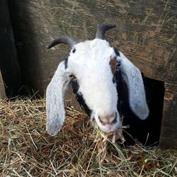 A and J Farms, Aldergrove, BC opening hours