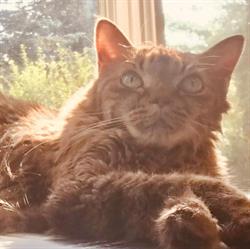 Albion Hills Veterinary Hospital - Animal Clinic, Palgrave, ON opening hours
