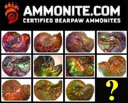 Bearpaw ammonite, Raymond, AB opening hours