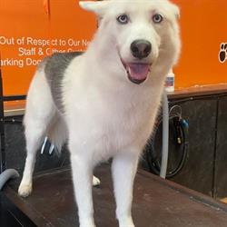Animazing Pet Spa, Hamilton, ON opening hours
