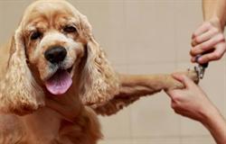 Arlene's Pet Grooming, St. John's, NL opening hours