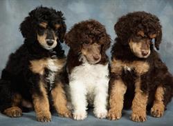 Cantope Standard Poodles, Pefferlaw, ON opening hours