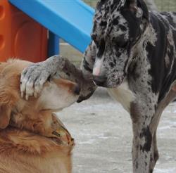 confederationkennels, Watford, ON opening hours
