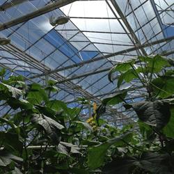 Doef's Greenhouses Ltd, Lacombe, AB opening hours