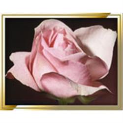 Andrew L Hodges Funeral Home, St. Marys, ON opening hours