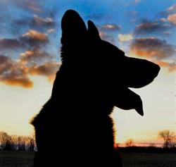 Corbie's Dog Training, St. Catharines, ON opening hours