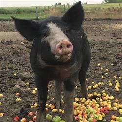 Irvings Farm Fresh, Round Hill, AB opening hours