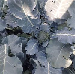 Lund's Organic Farm, Innisfail, AB opening hours