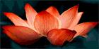 New Bloom Counselling Chloe McKinley RCC, Duncan, BC opening hours