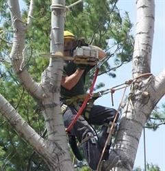 Family Tree Service, Perth, ON opening hours