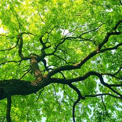 Affordable Tree Care, Edmonton, AB opening hours