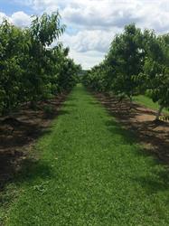Niagara Orchard & Vineyard Corp, Niagara on the Lake, ON opening hours