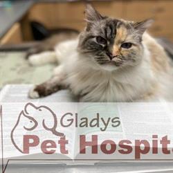 Gladys Pet Hospital, Abbotsford, BC opening hours