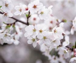 Plum Blossom Acupuncture & Herbology, Sidney, BC opening hours