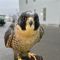 Raptors Ridge Birds of Prey, Maple Ridge, BC opening hours