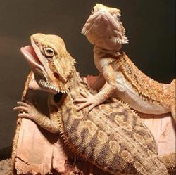 Westman Reptile Gardens, Brandon, MB opening hours