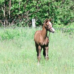 Restless Pines Farm, Hammonds Plains, NS opening hours