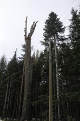 Raincoast Arboriculture, Terrace, BC opening hours