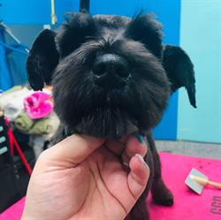 Shampooch Dog Grooming, Regina, SK opening hours