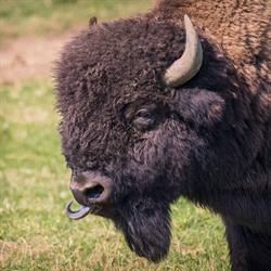 Bisons Farm, Rawdon, QC opening hours