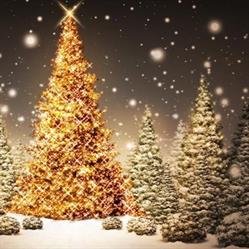 The Perfect Christmas Tree, Burlington, ON opening hours