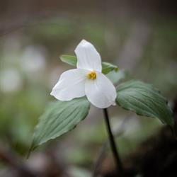 Ontario Vipassana Centre, Egbert, ON opening hours
