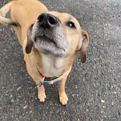 Uptown Dawg, Port Moody, BC opening hours