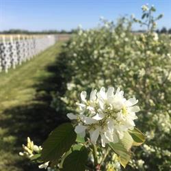 Creekside Saskatoon Berry Farm, Sherwood Park, AB opening hours