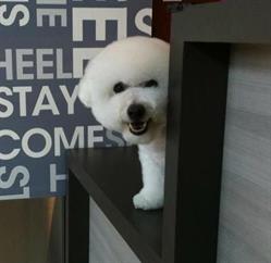 Pet Ahead Modish Grooming & Supplies, North York, ON opening hours