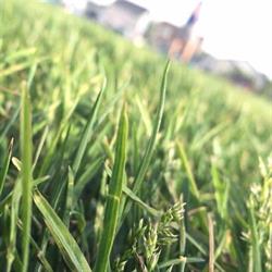 Dr. Green Lawn Care Services, Edmonton, AB opening hours